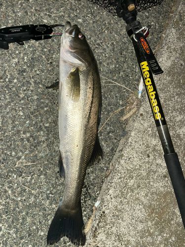 セイゴ（マルスズキ）の釣果