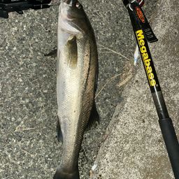 セイゴ（マルスズキ）