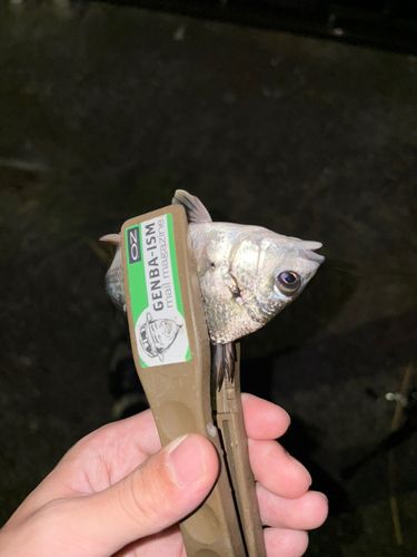キビレの釣果