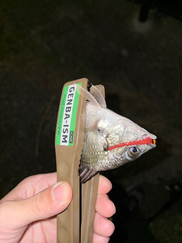 キビレの釣果