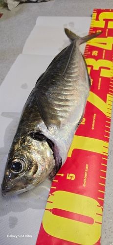 マアジの釣果