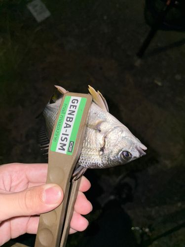 キビレの釣果