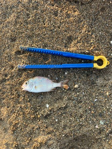チャリコの釣果