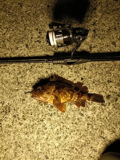 ガシラの釣果