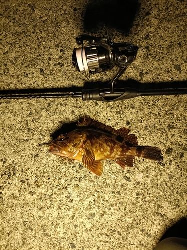 ガシラの釣果