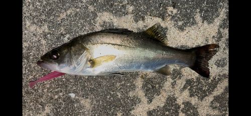 衣浦湾