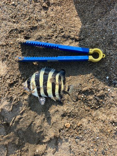 シマダイの釣果