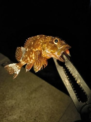 ガシラの釣果