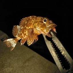 ガシラ