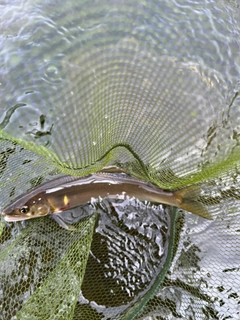 アユの釣果