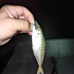 アジ