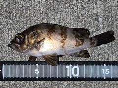 メバルの釣果