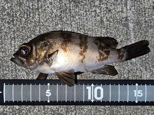 メバルの釣果