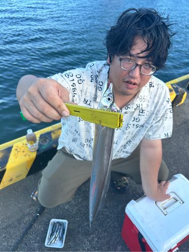タチウオの釣果