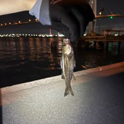 セイゴ（タイリクスズキ）