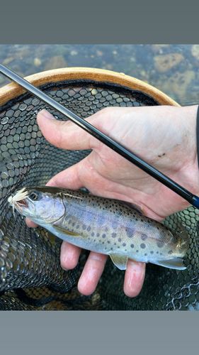 ニジマスの釣果