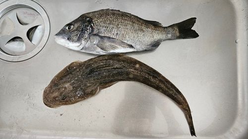 マゴチの釣果