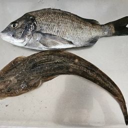 マゴチ