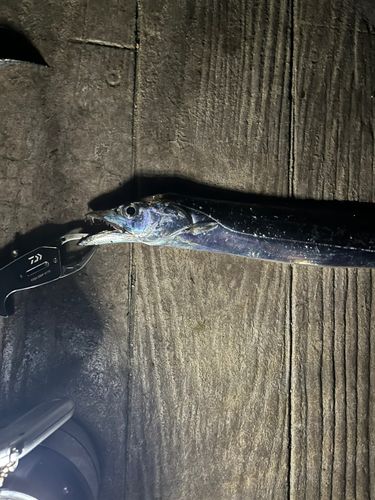 タチウオの釣果