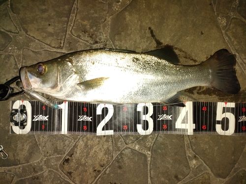 ヒラスズキの釣果