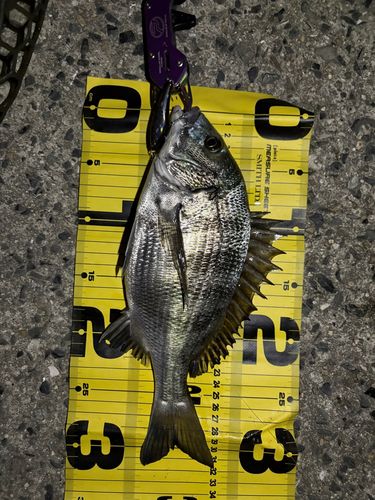 チヌの釣果
