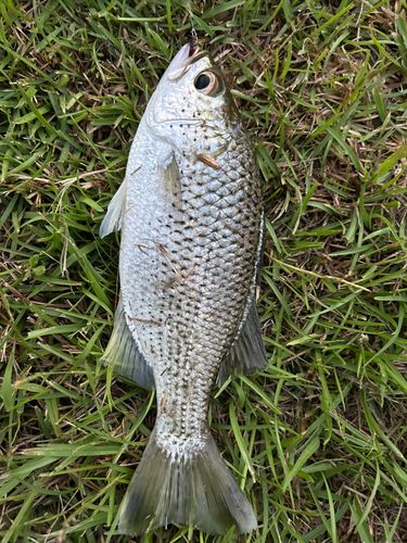 オオクチユゴイの釣果