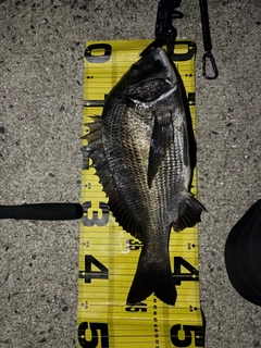 チヌの釣果