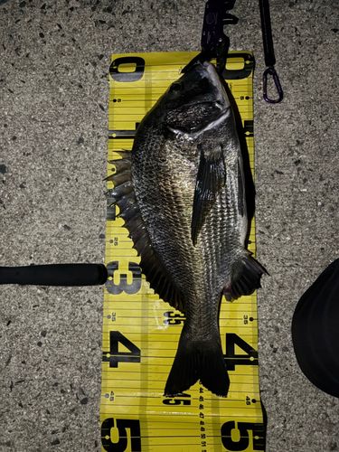 チヌの釣果