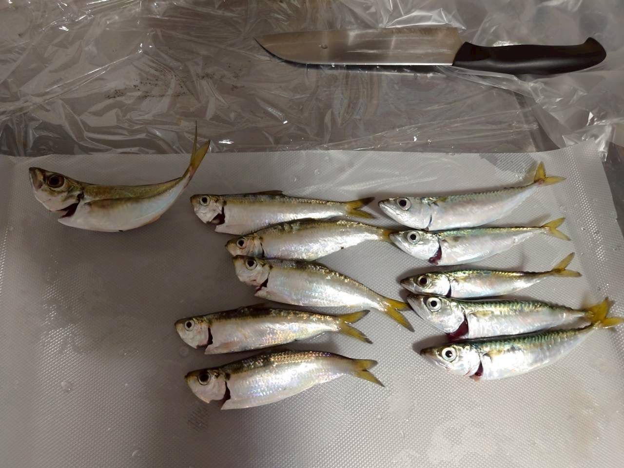 アジ