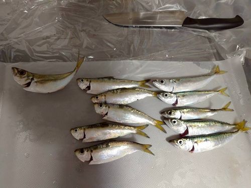 アジの釣果
