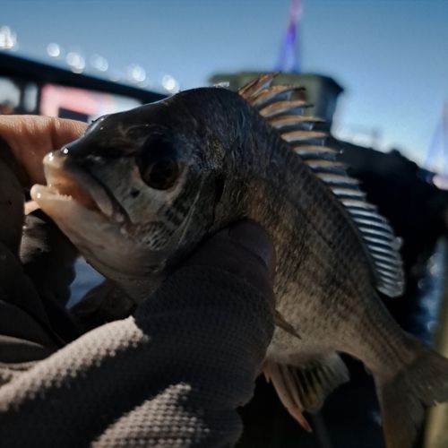 キビレの釣果