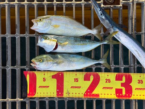 ツバスの釣果