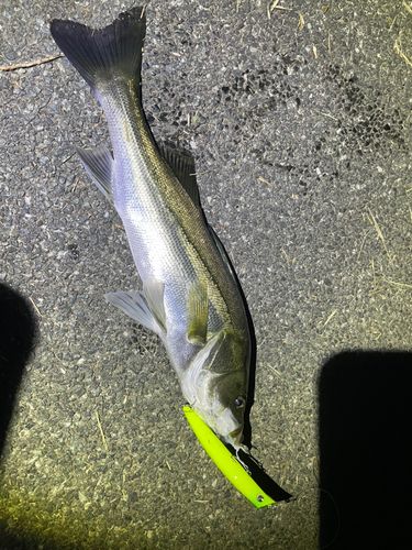 セイゴ（マルスズキ）の釣果