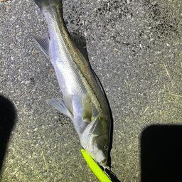 セイゴ（マルスズキ）