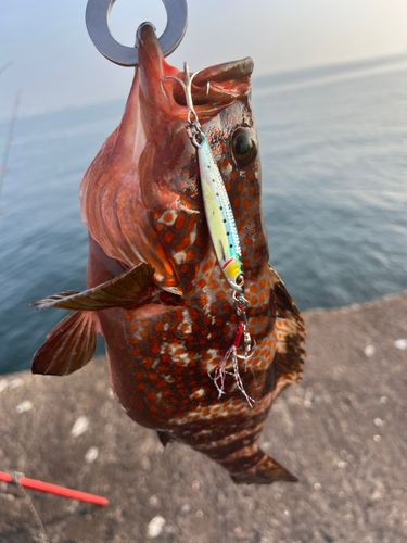 キジハタの釣果
