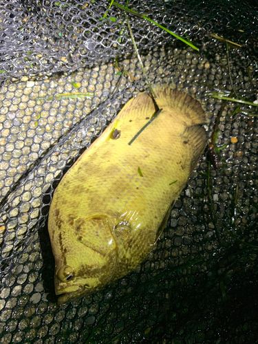 マツダイの釣果