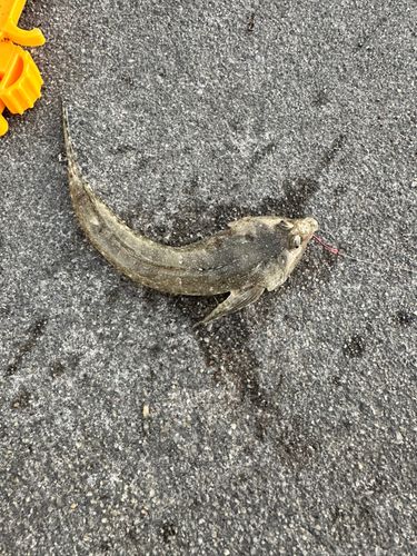 メゴチの釣果