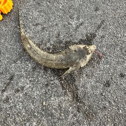 メゴチ