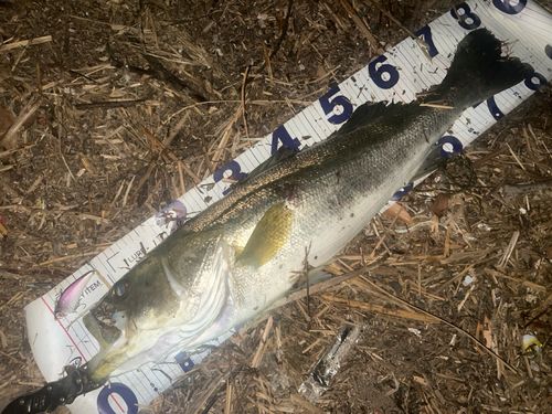 シーバスの釣果
