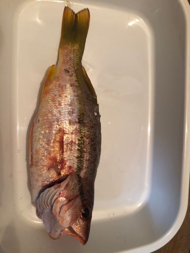 ヨコスジフエダイの釣果