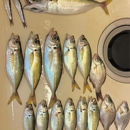 アジ