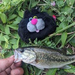 ブラックバス