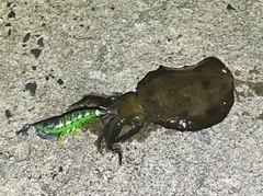 アオリイカの釣果