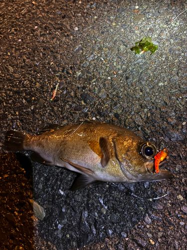 メバルの釣果