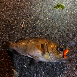 メバル