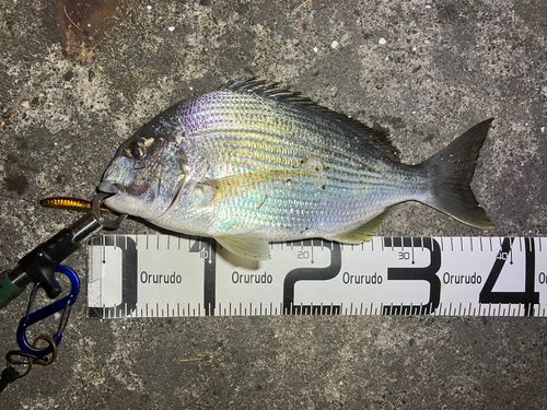 ヘダイの釣果
