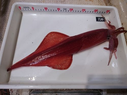 ケンサキイカの釣果