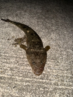 マゴチの釣果