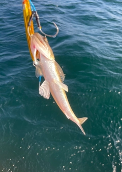 エソの釣果