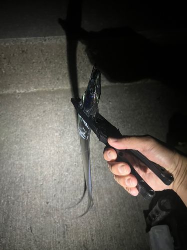 タチウオの釣果
